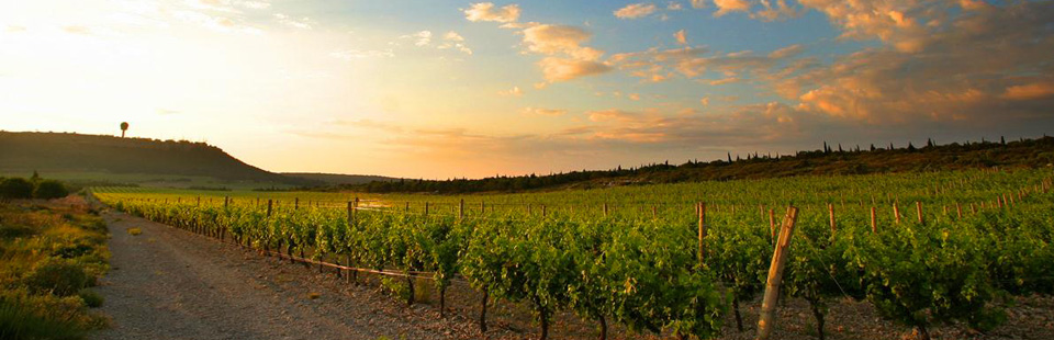 Photo d'un vignoble languedocien au
                     couché du soleil